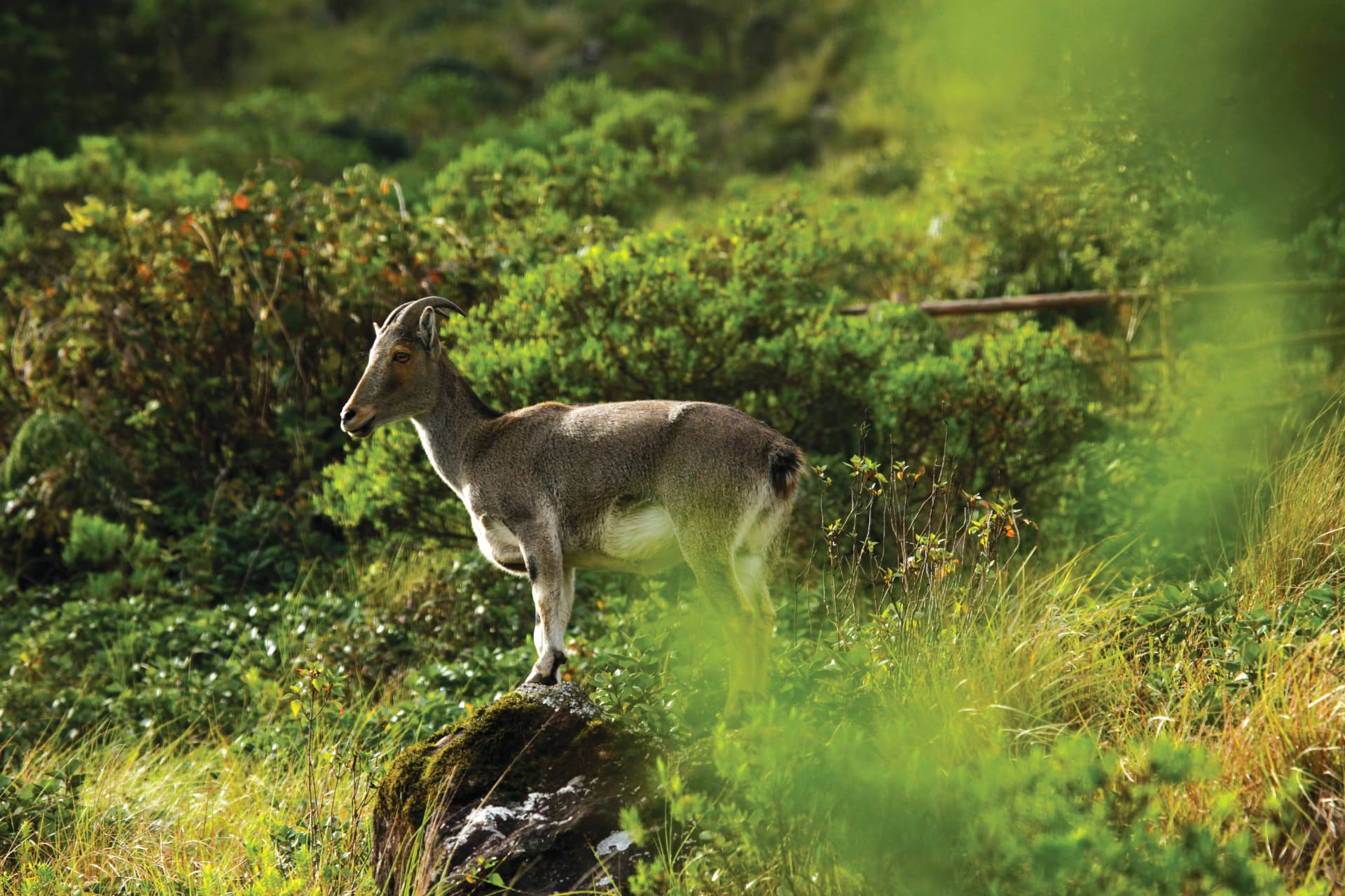Nilgiri tahr near Thekkady – Abad Green Forest, Thekkady