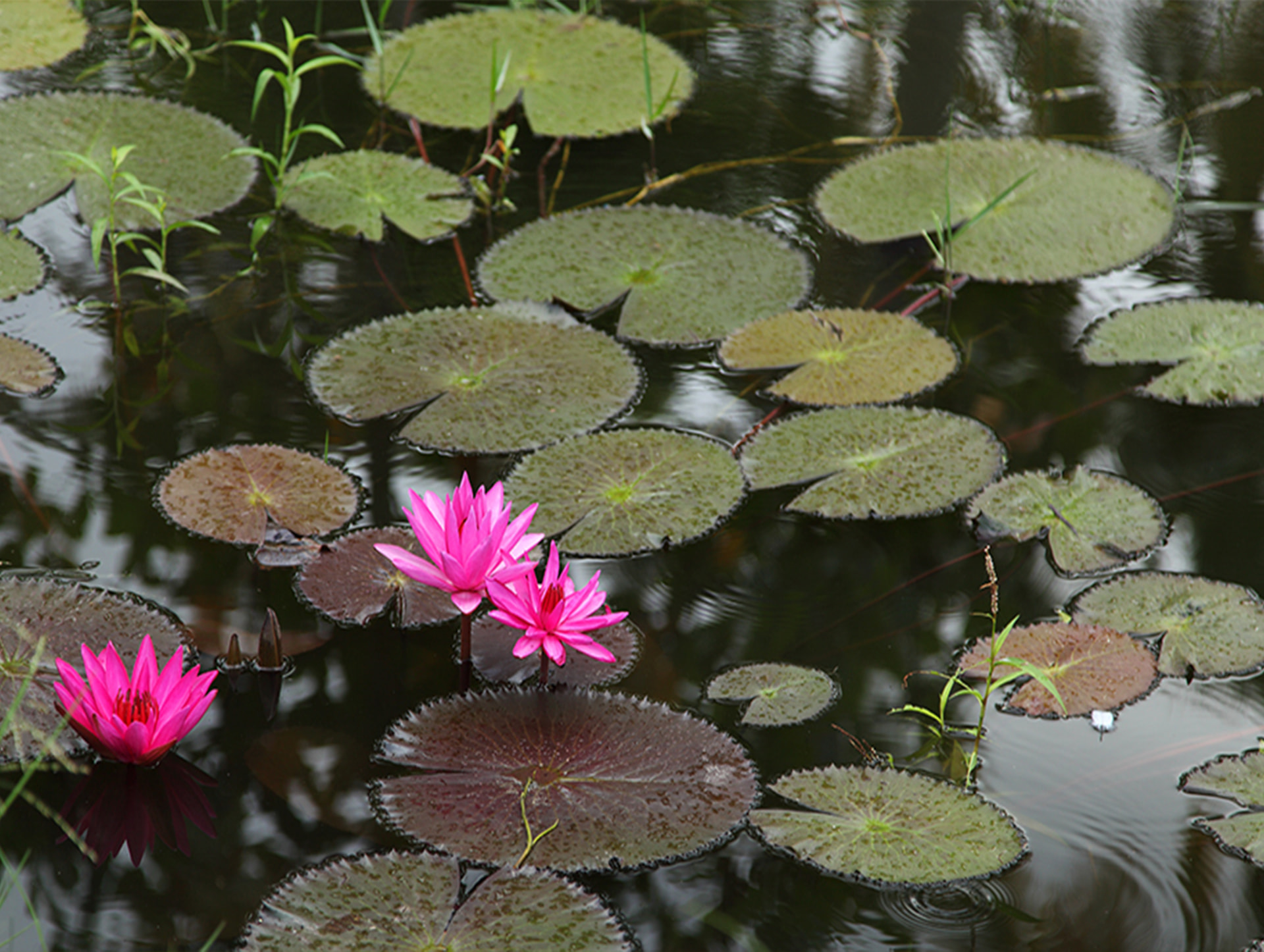 Pink water lilies flowering on the resort's lily pond