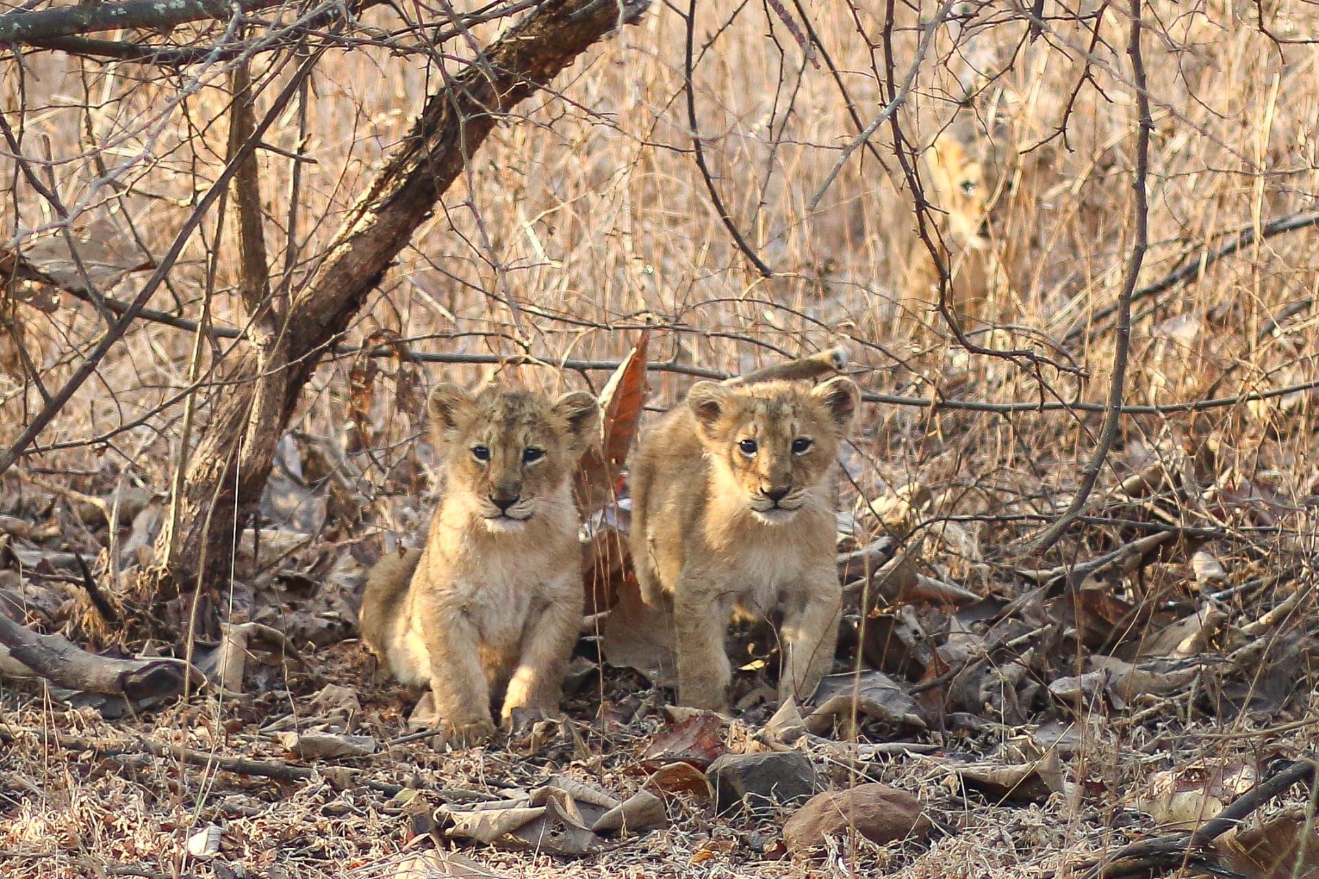 Two cubs in the dry scrub of Gir — Aramness Gir, Gujarat