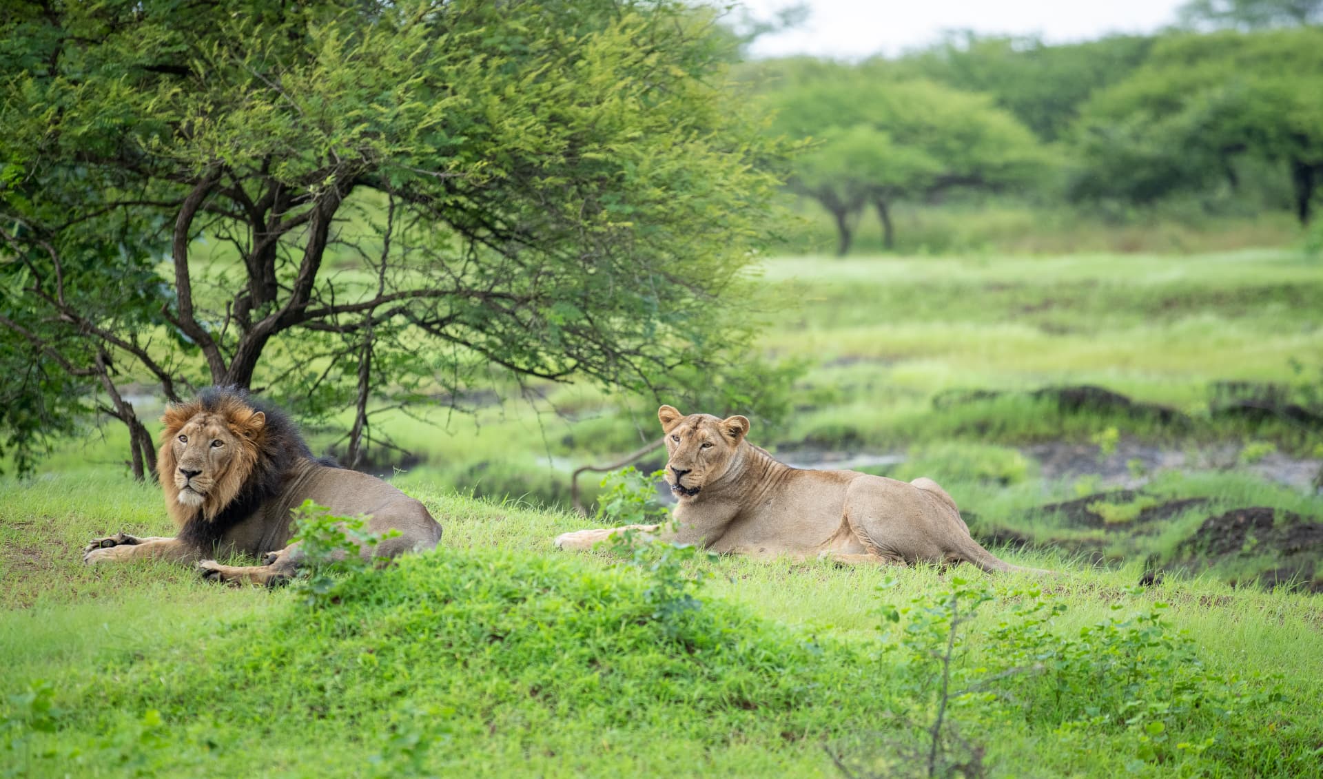 Lion and lioness after the rains — Aramness Gir, Gujarat