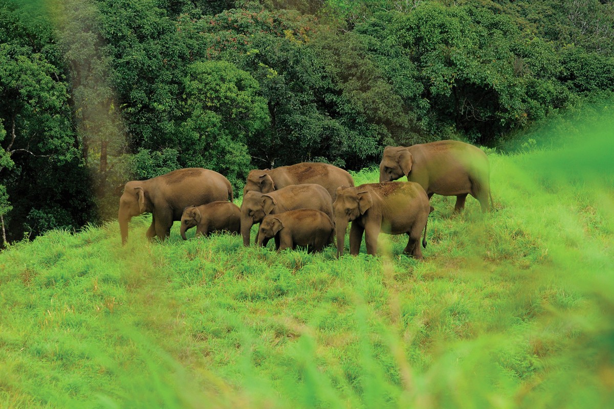 Wild elephants in the Periyar Tiger Reserve – Abad Green Forest, Thekkady