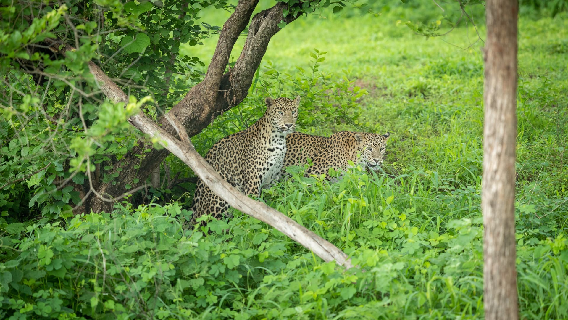 A pair of leopards in the green forest — Aramness Gir, Gujarat