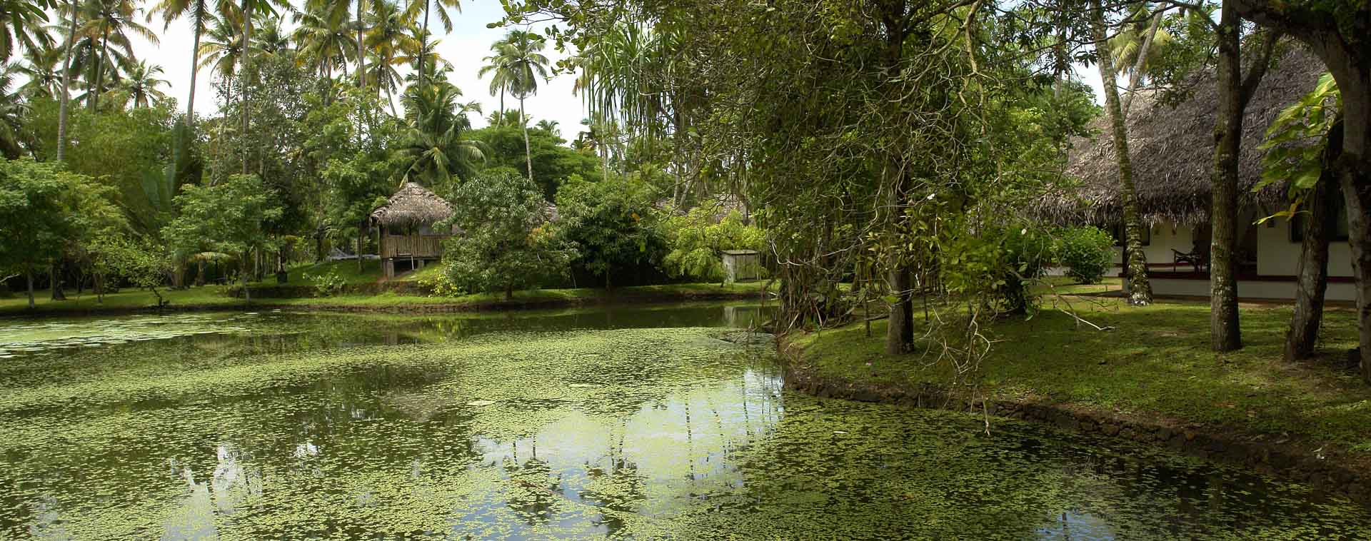 Thatched cottages, lily pond and coconut palms at Marari Beach, Mararikulam