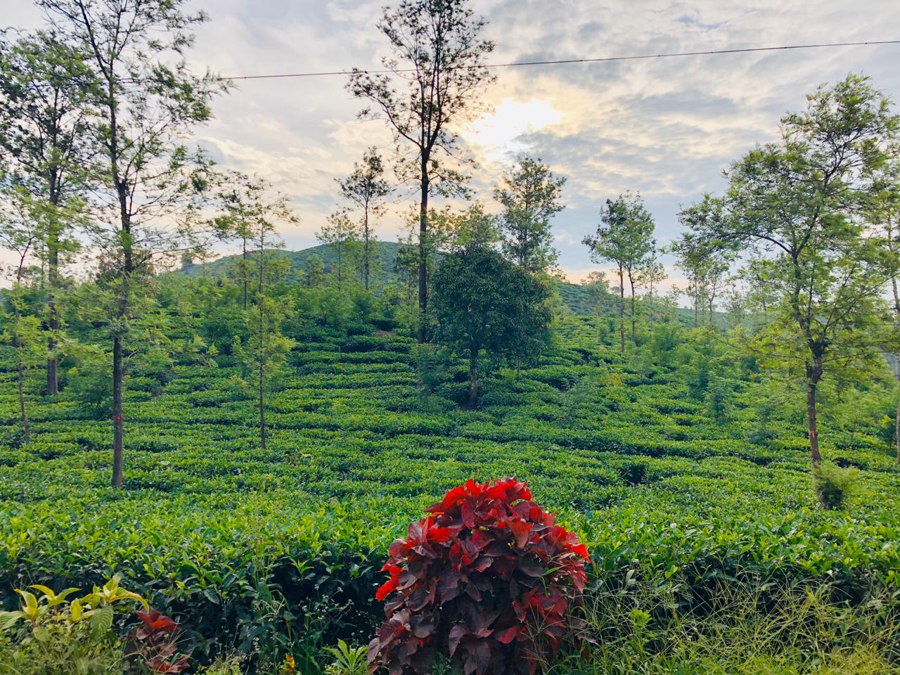 Tea plantation at sunset with silver oaks and flowering shrubs