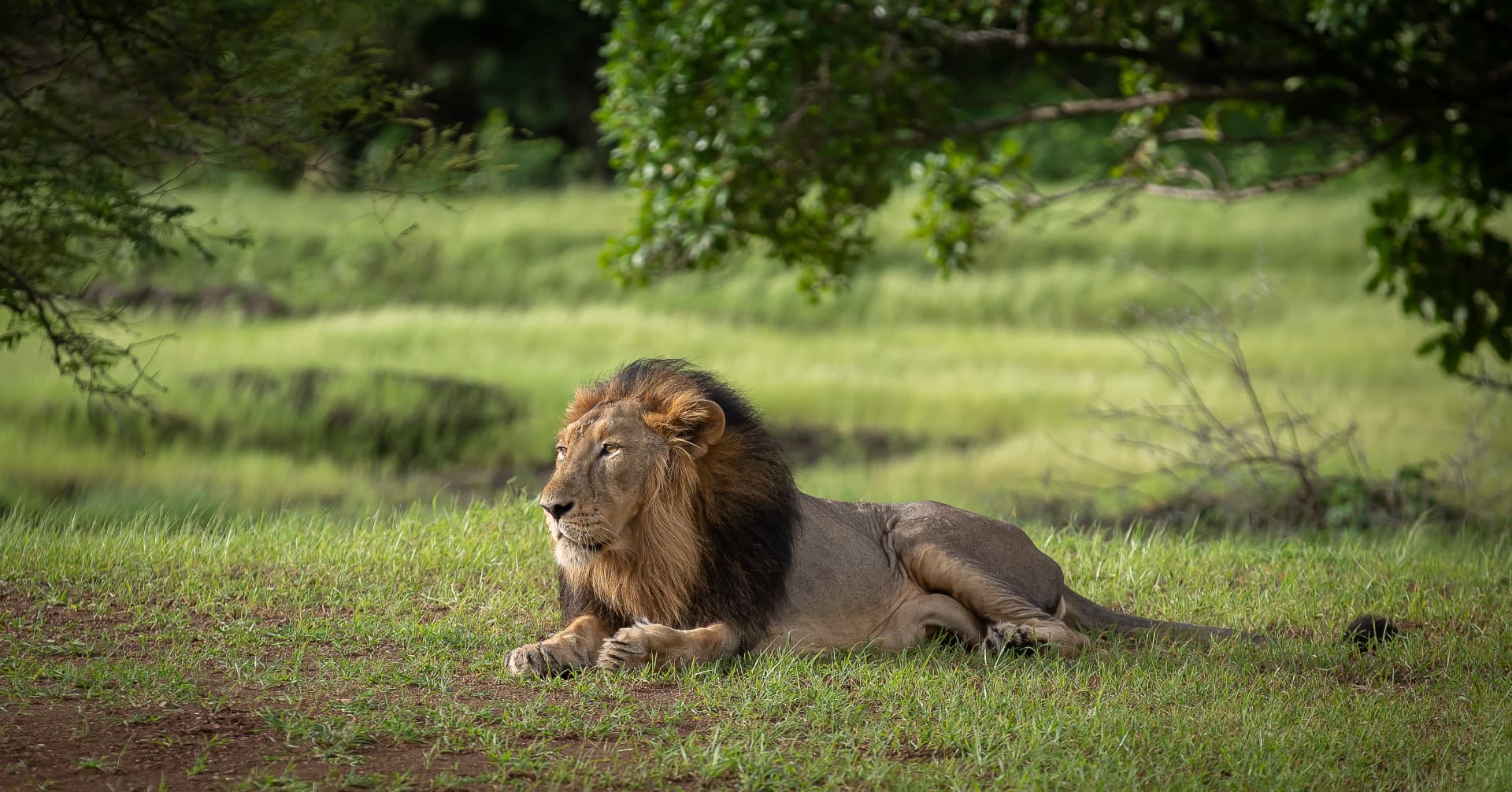 Male lion at rest in the meadow — Aramness Gir, Gujarat