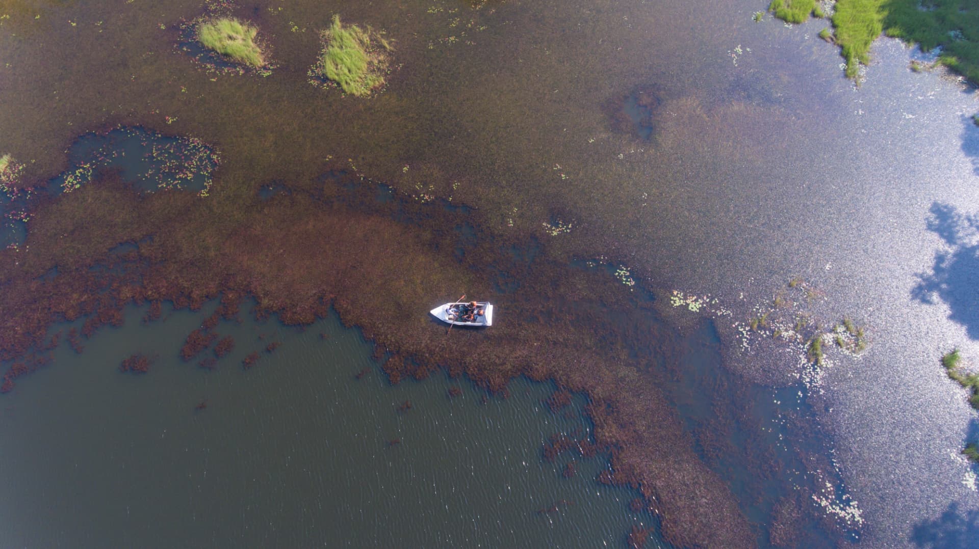 Lily-covered lake shallows – Abad Brookside Lakkidi, Wayanad