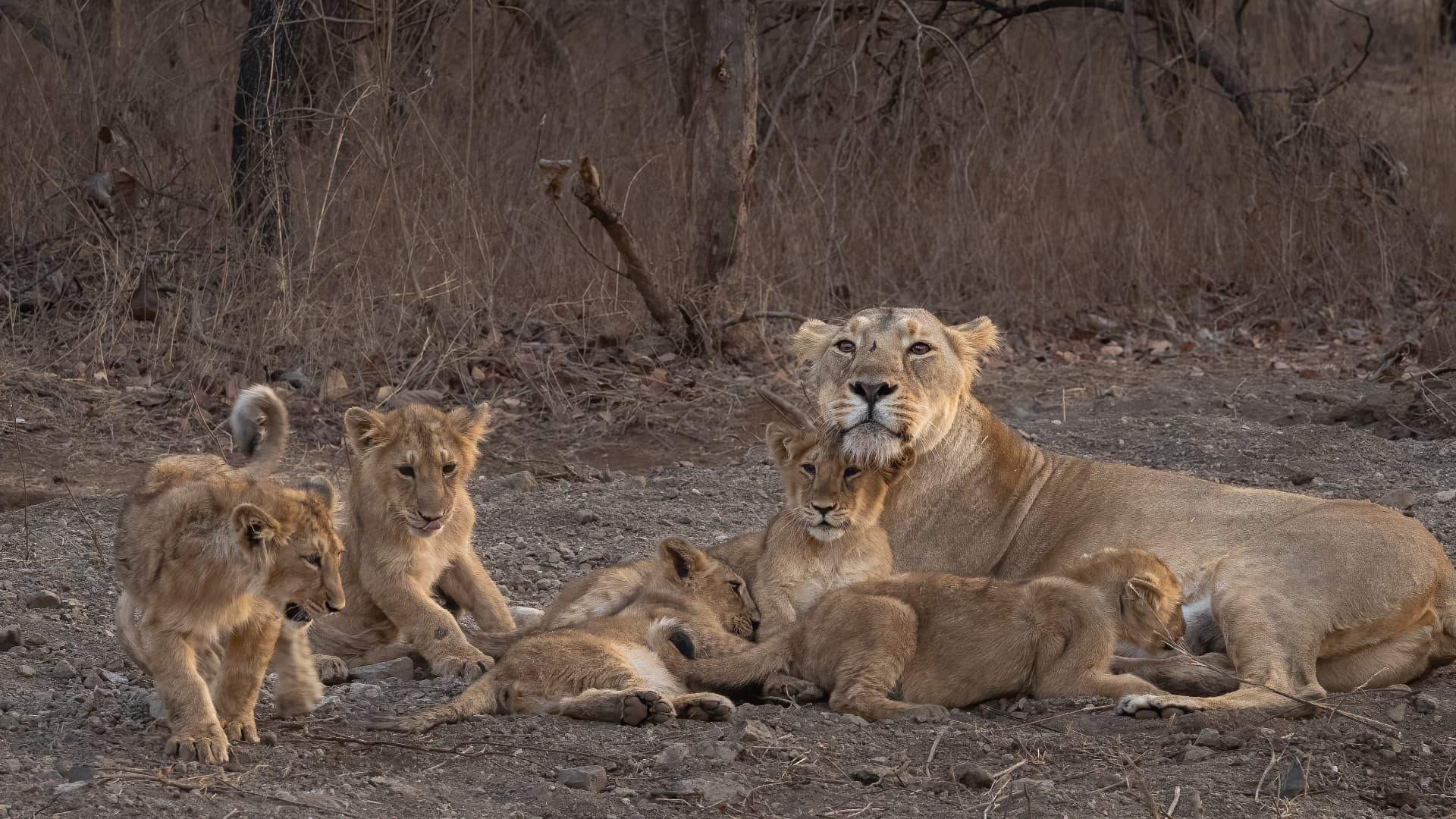 A pride of cubs gathered around the lioness