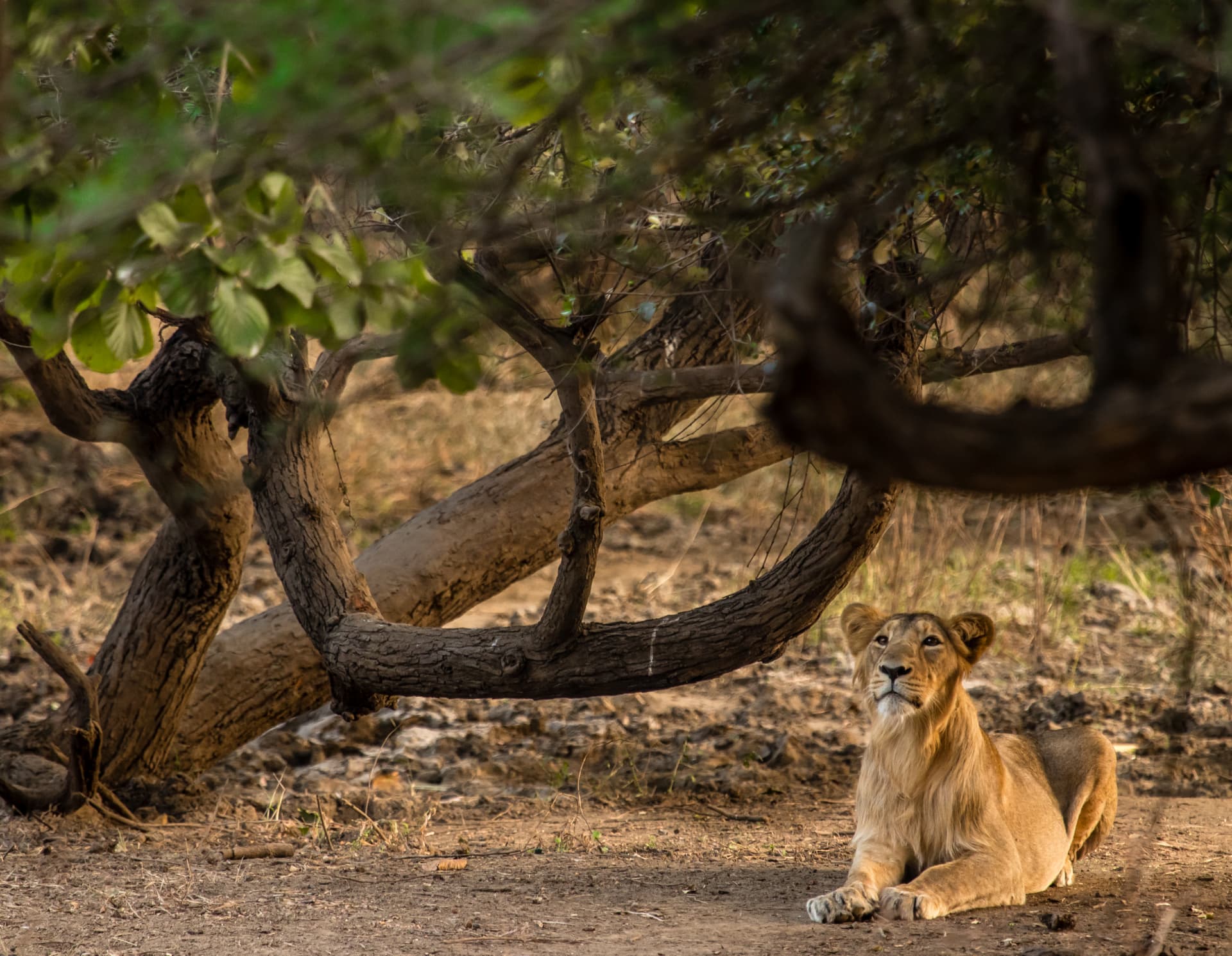 Lioness resting beneath a fallen teak