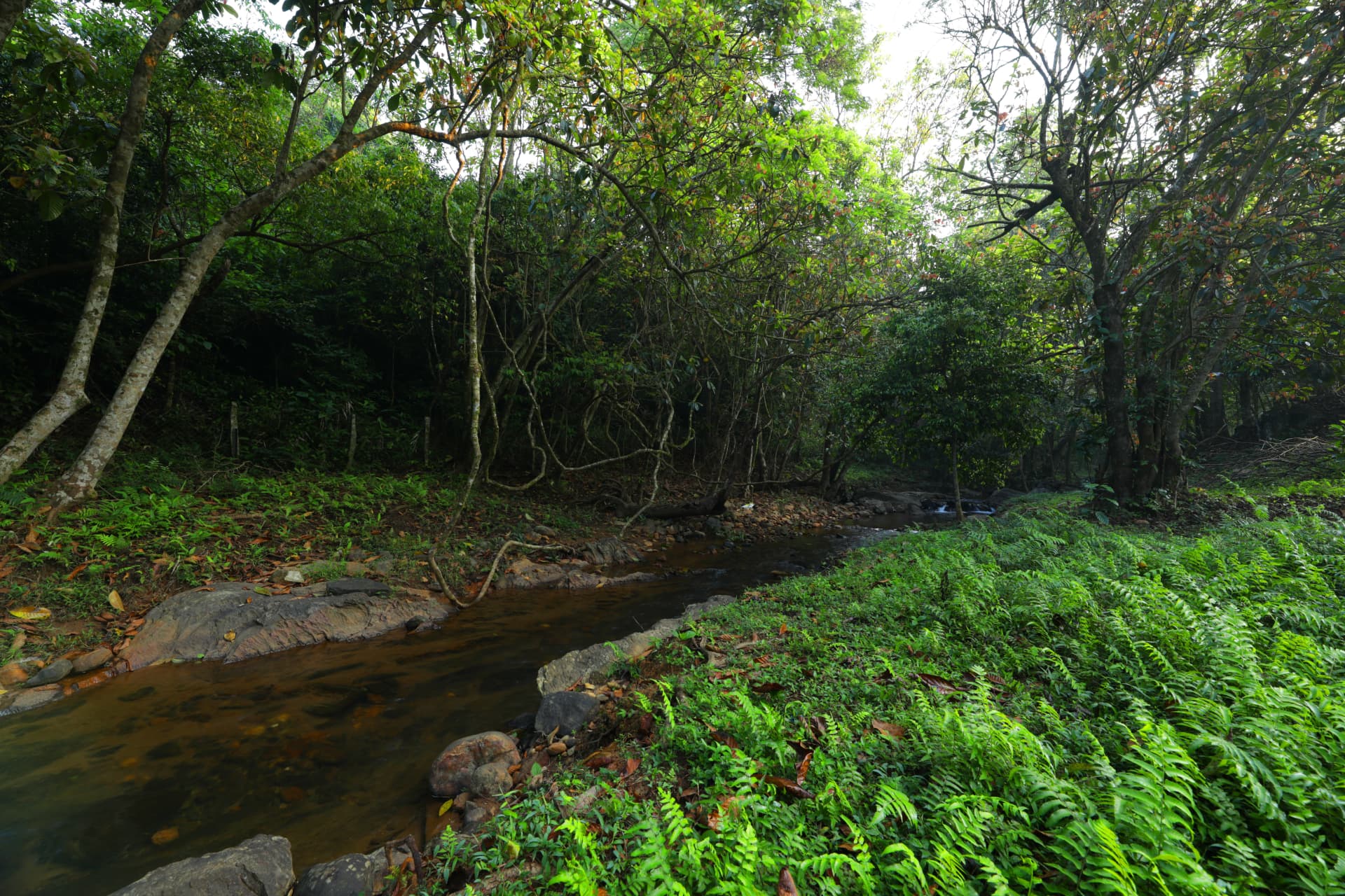 The brook through the estate – Abad Brookside Lakkidi, Wayanad