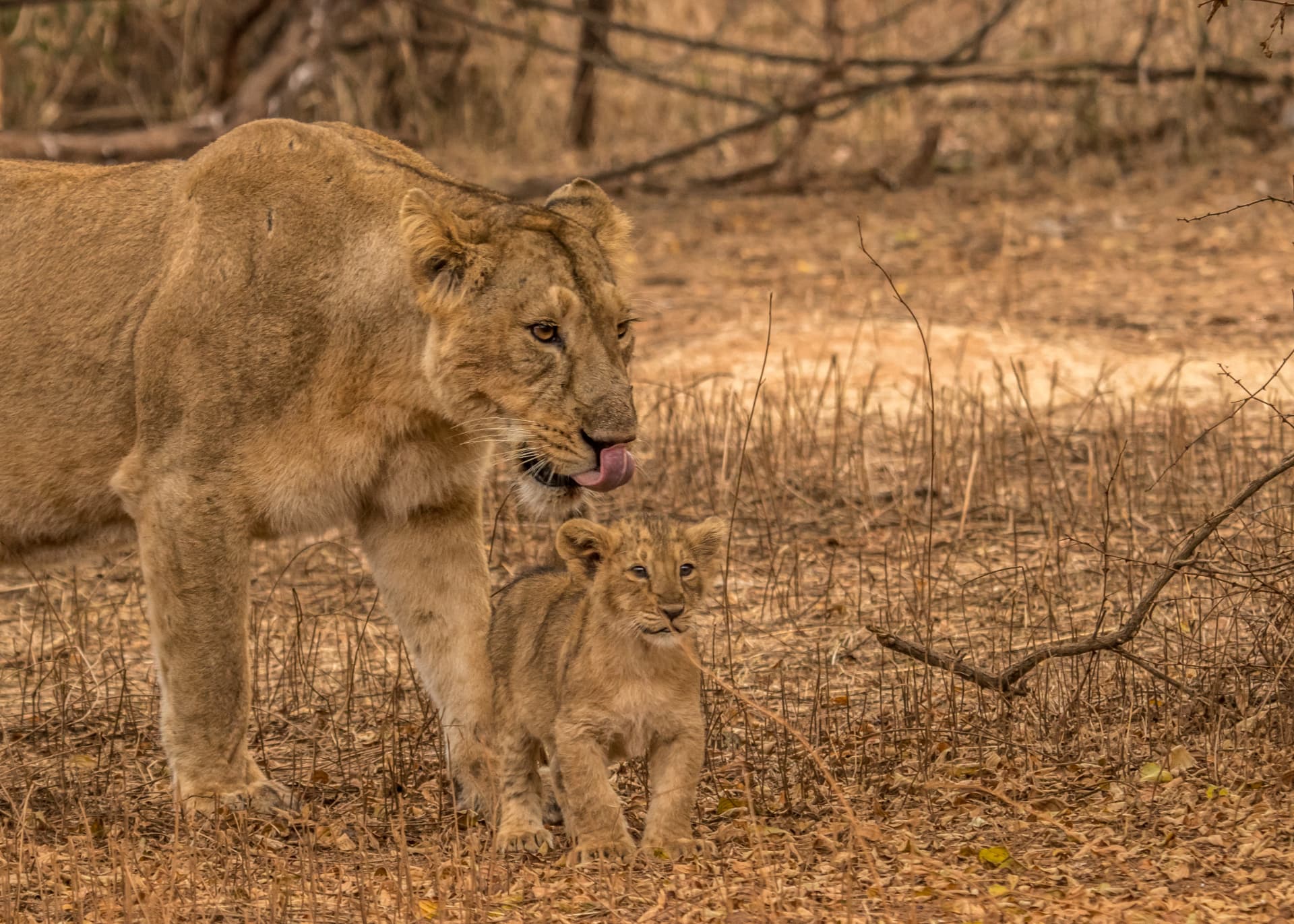 Lioness walking with her cub