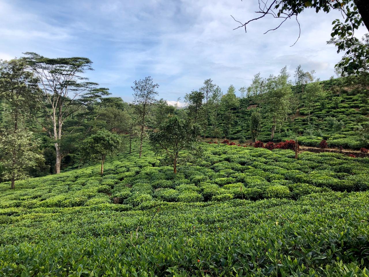 Rolling tea slopes with shade trees under a bright Wayanad sky