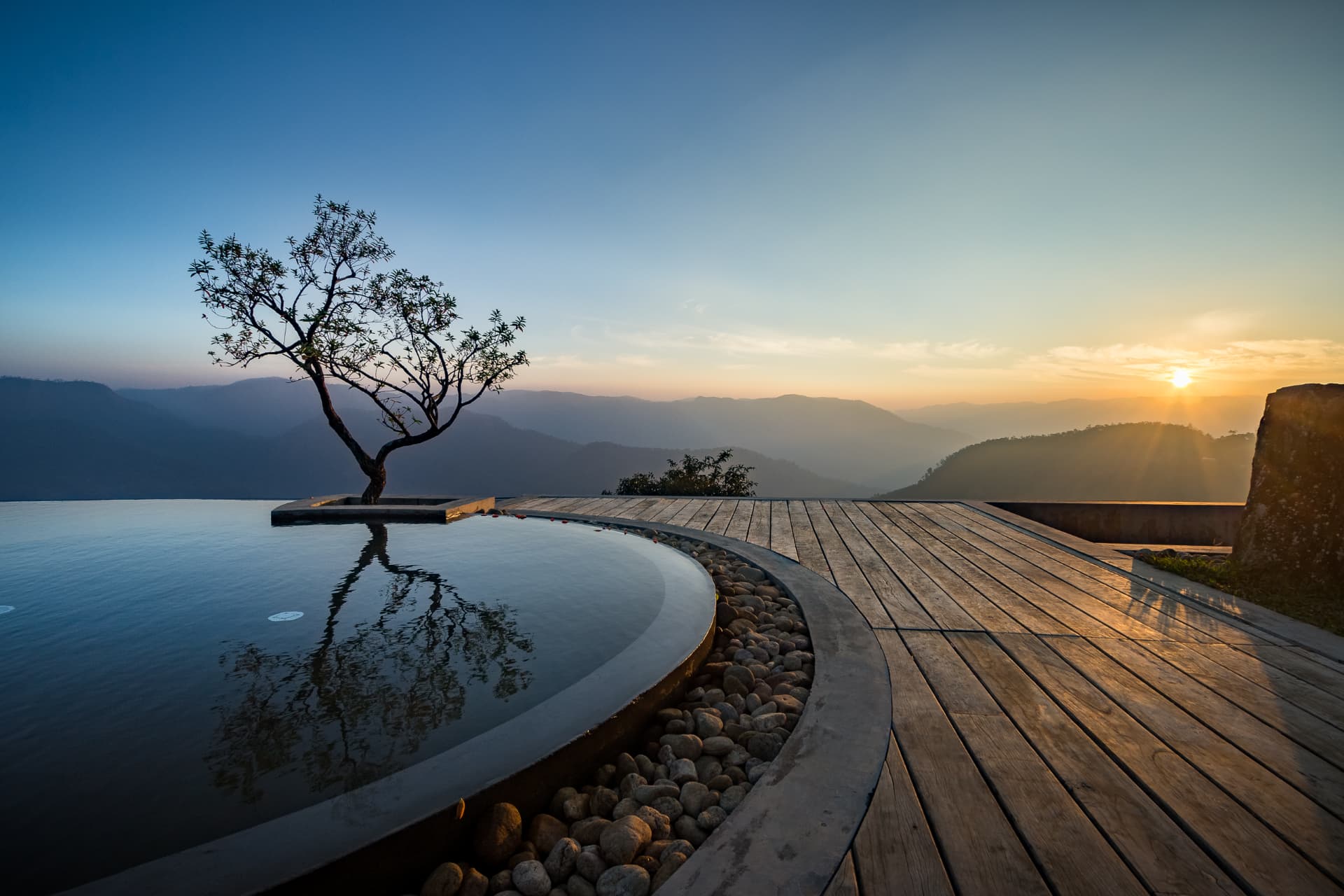 Solitary frangipani tree set within the curved infinity pool at Prakriti Shakti overlooking misted hills