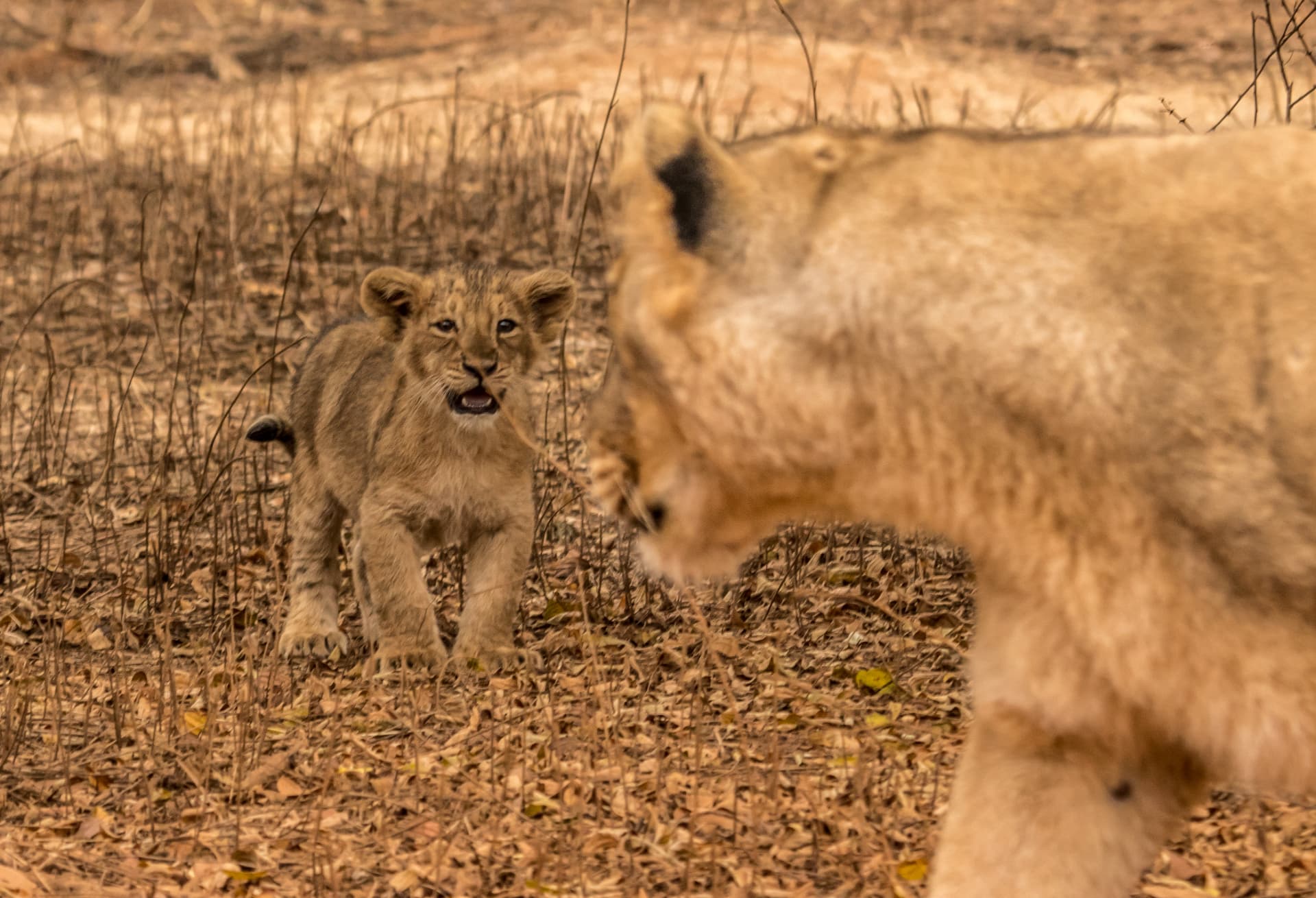 Asiatic lion cub beside its mother