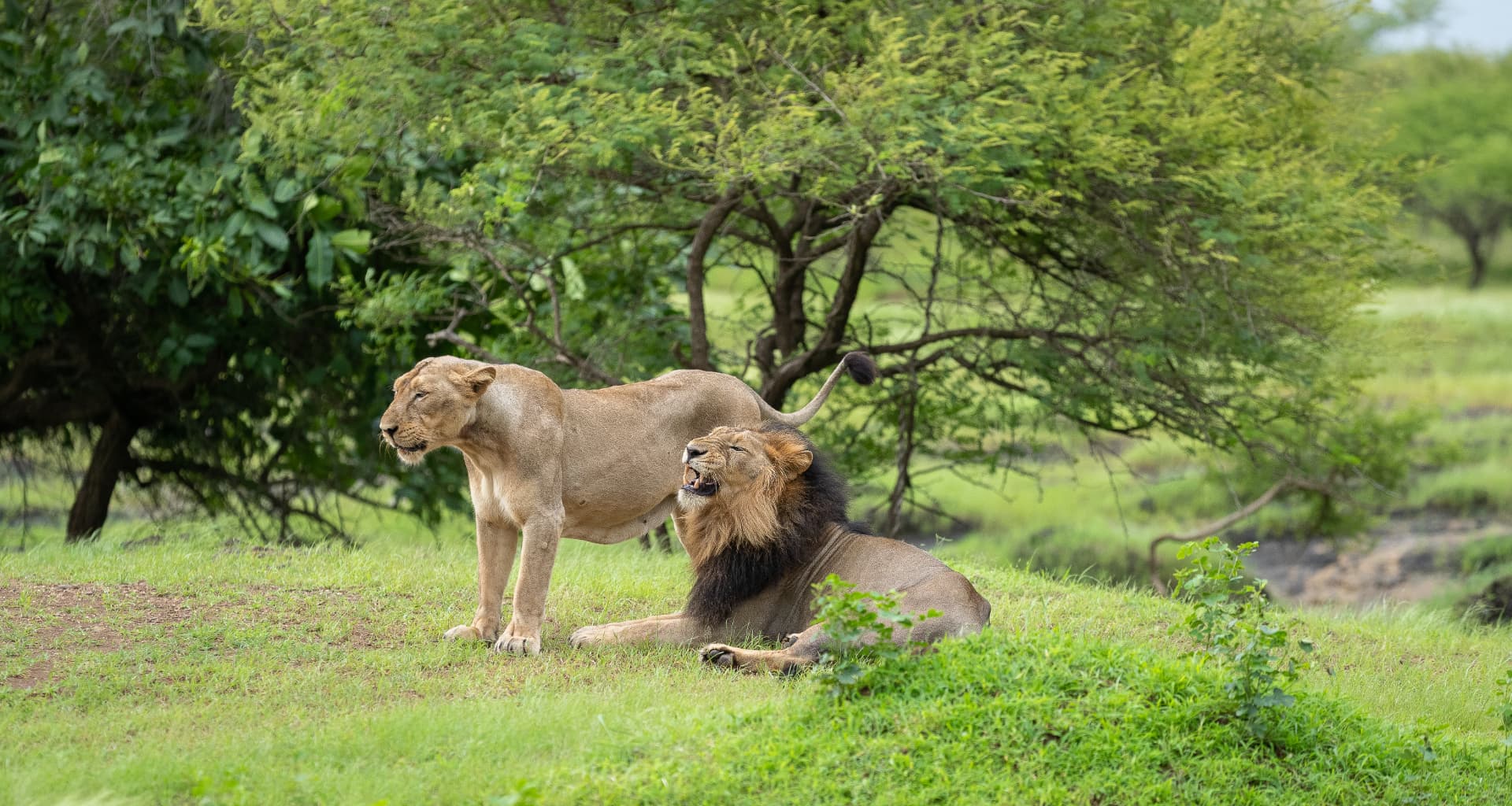 A lion calling beside his mate — Aramness Gir, Gujarat