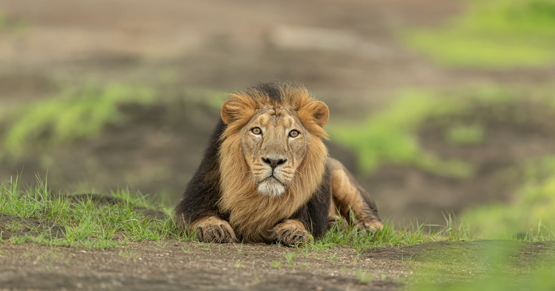 Male Asiatic lion in monsoon grass — Aramness Gir, Gujarat