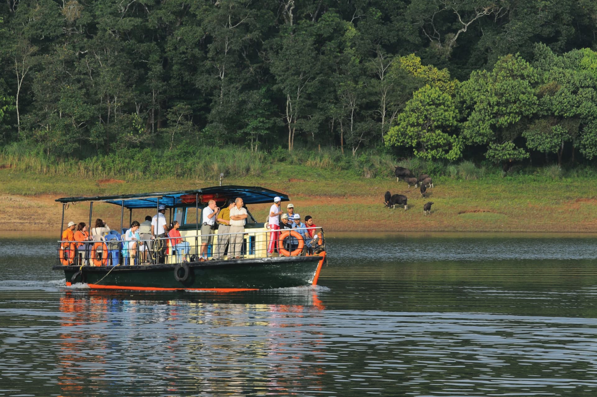 Periyar Lake cruise with gaur on the shore – Abad Green Forest, Thekkady