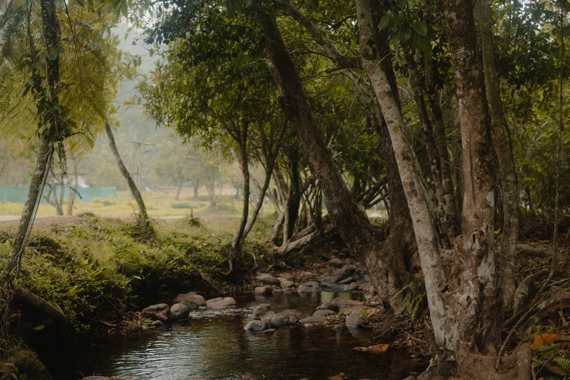 Misty morning by the brook – Abad Brookside Lakkidi, Wayanad