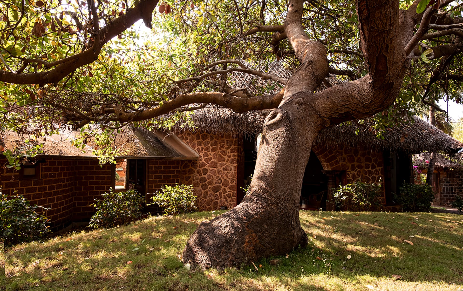 SwaSwara, CGH Earth — Konkan villas beneath an ancient tree