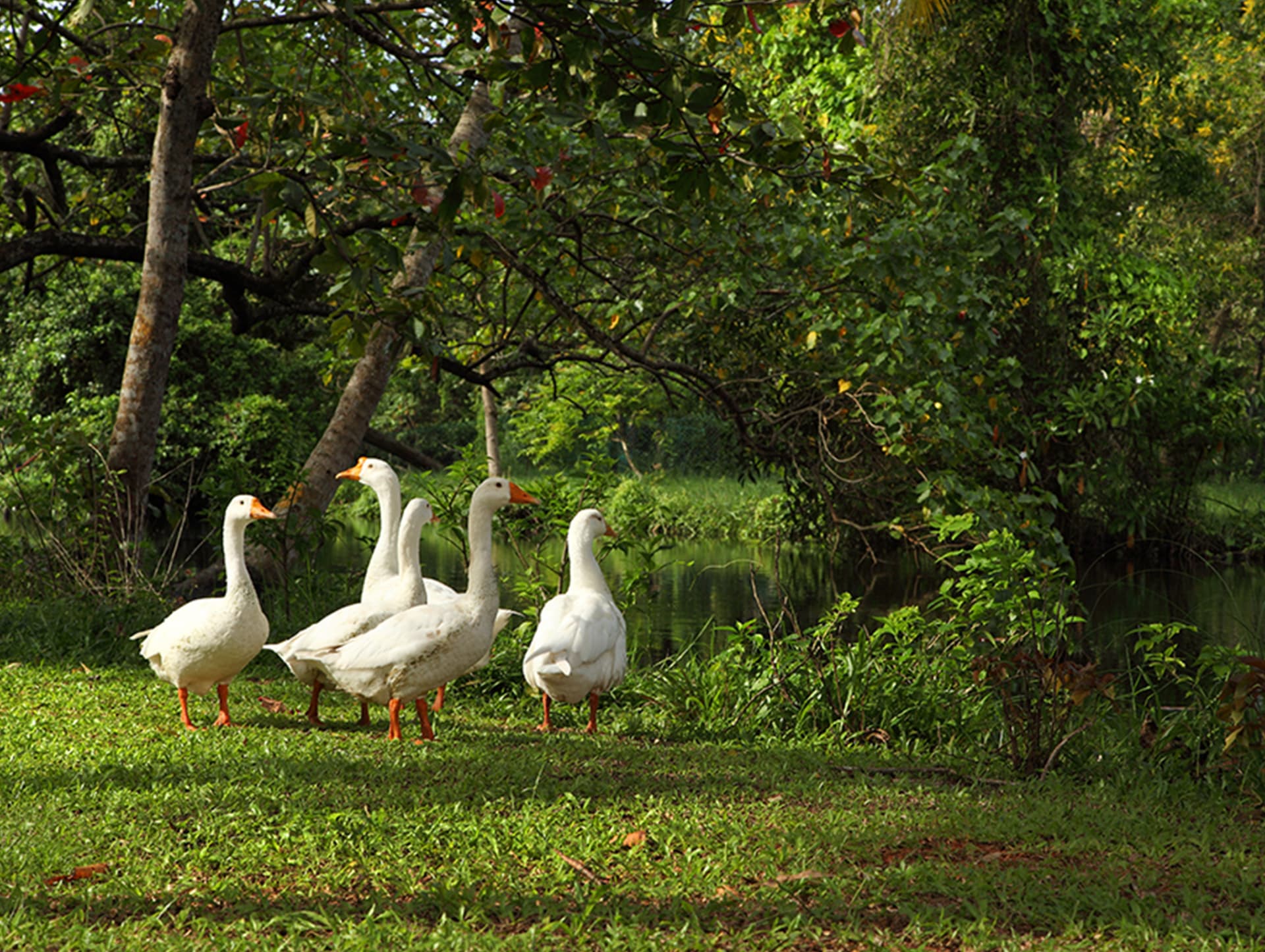 Geese beside the backwater canal running through the resort gardens